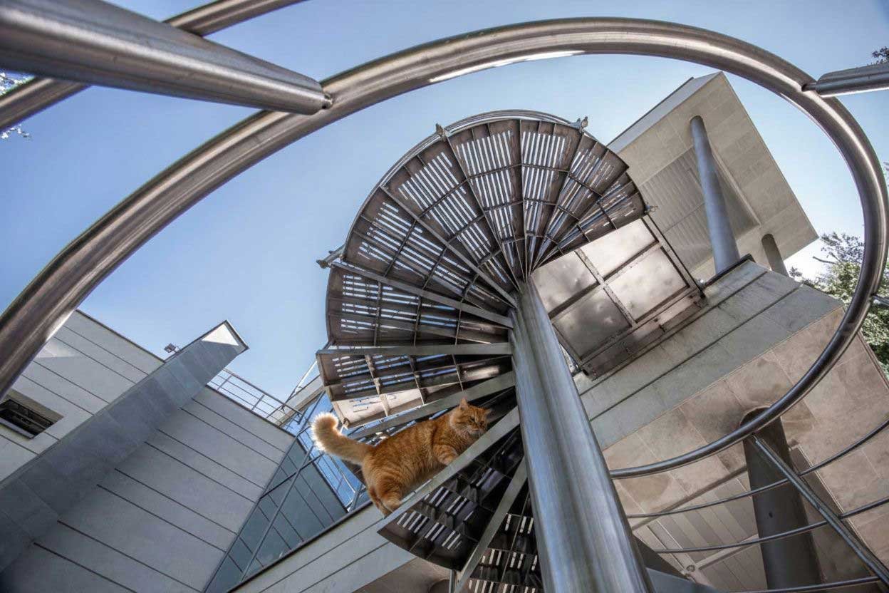 Toma gran angular de una escalera de caracol moderna vista desde abajo, con un gato caminando por ella